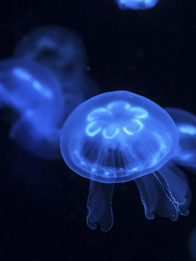 cropped-AquaBureau-Background-02.jpg